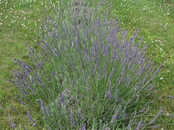 Hidcote Giant Lavender (Lavandula x intermedia 'Hidcote Giant') at A Very Successful Garden Center