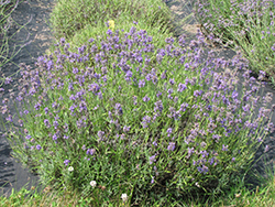 Buena Vista Lavender (Lavandula angustifolia 'Buena Vista') at Lakeshore Garden Centres