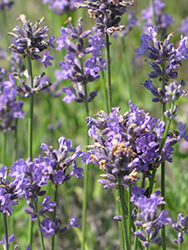 Buena Vista Lavender (Lavandula angustifolia 'Buena Vista') at A Very Successful Garden Center
