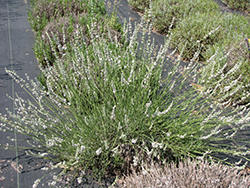 Edelweiss Lavender (Lavandula x intermedia 'Edelweiss') at Stonegate Gardens