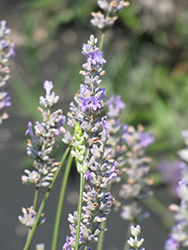 Provence Lavender (Lavandula x intermedia 'Provence') at A Very Successful Garden Center