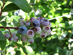 Collins Blueberry (Vaccinium corymbosum 'Collins') at A Very Successful Garden Center