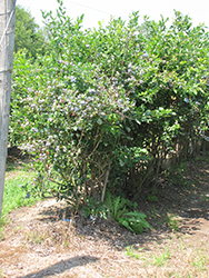 Rancocas Blueberry (Vaccinium corymbosum 'Rancocas') at A Very Successful Garden Center