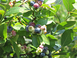 Rancocas Blueberry (Vaccinium corymbosum 'Rancocas') at Stonegate Gardens