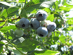 Coville Blueberry (Vaccinium corymbosum 'Coville') at Lakeshore Garden Centres