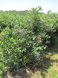 Coville Blueberry (Vaccinium corymbosum 'Coville') at A Very Successful Garden Center