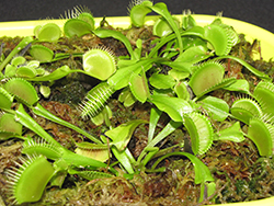Venus Flytrap (Dionaea muscipula) at A Very Successful Garden Center