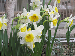 Early Bride Daffodil (Narcissus 'Early Bride') at Lakeshore Garden Centres