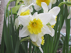 Early Bride Daffodil (Narcissus 'Early Bride') at Stonegate Gardens