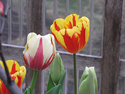 Rembrandt Tulip Mix Tulip (Tulipa 'Rembrandt Mixed') at Stonegate Gardens