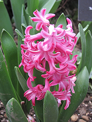Pink Frosting Hyacinth (Hyacinthus orientalis 'Pink Frosting') at A Very Successful Garden Center