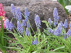 Blue Spike Grape Hyacinth (Muscari armeniacum 'Blue Spike') at A Very Successful Garden Center
