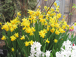 Tete a Tete Daffodil (Narcissus 'Tete a Tete') at A Very Successful Garden Center