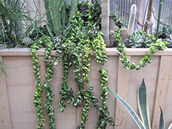 Hindu Rope Plant (Hoya carnosa 'Compacta') at A Very Successful Garden Center