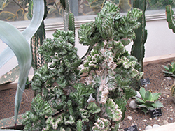 Crested Elkhorn (Euphorbia lactea 'Cristata') at A Very Successful Garden Center