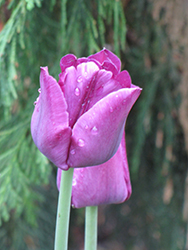 Blue Beauty Tulip (Tulipa 'Blue Beauty') at A Very Successful Garden Center