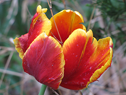 Kiev Tulip (Tulipa 'Kiev') at Stonegate Gardens