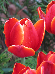 World's Favorite Tulip (Tulipa 'World's Favorite') at Lakeshore Garden Centres