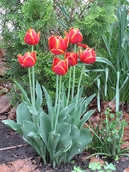 World's Favorite Tulip (Tulipa 'World's Favorite') at Stonegate Gardens
