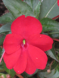SunPatiens Compact Red New Guinea Impatiens (Impatiens 'SakimP030') at A Very Successful Garden Center