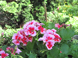Americana Pink Mega Splash Geranium (Pelargonium 'Americana Pink Mega Splash') at A Very Successful Garden Center