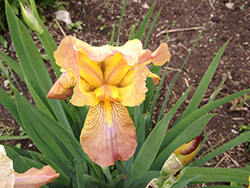 Apricot Drops Iris (Iris 'Apricot Drops') at A Very Successful Garden Center