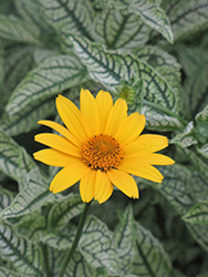 Loraine Sunshine False Sunflower (Heliopsis helianthoides 'Loraine Sunshine') at Green Thumb Garden Centre
