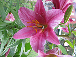Pink Perfection Trumpet Lily (Lilium 'Pink Perfection') at Stonegate Gardens