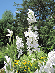 Summer Stars Delphinium (Delphinium grandiflorum 'Summer Stars') at Golden Acre Home & Garden