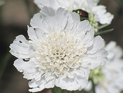 Perfecta White Pincushion Flower (Scabiosa caucasica 'Perfecta Alba') at A Very Successful Garden Center