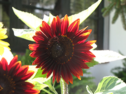 Claret Sunflower (Helianthus annuus 'Claret') at Lakeshore Garden Centres
