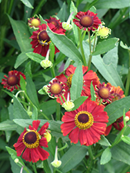 Red Jewel Sneezeweed (Helenium 'Red Jewel') at A Very Successful Garden Center