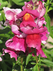 Snapshot Rose Snapdragon (Antirrhinum majus 'PAS409648') at A Very Successful Garden Center
