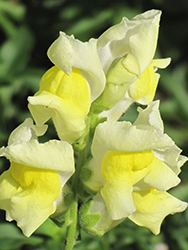 Snapshot Yellow Snapdragon (Antirrhinum majus 'PAS409666') at A Very Successful Garden Center
