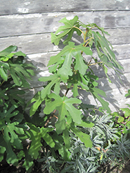 Chicago Hardy Fig (Ficus carica 'Chicago Hardy') at A Very Successful Garden Center