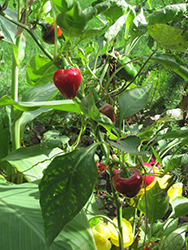 Big Bomb Hot Pepper (Capsicum annuum 'Big Bomb') at A Very Successful Garden Center