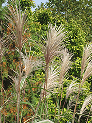 Variegated Silver Grass (Miscanthus sinensis 'Variegatus') at Lakeshore Garden Centres