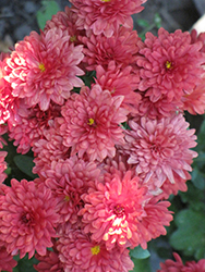 Wanda Red Chrysanthemum (Chrysanthemum 'Wanda Red') at Lakeshore Garden Centres