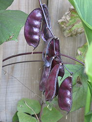 Runner Bean (Phaseolus coccineus) at A Very Successful Garden Center