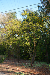 Chinotto Myrtle-leaved Orange (Citrus aurantium var. myrtifolia 'Chinotto') at A Very Successful Garden Center