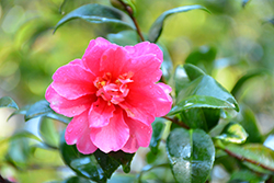 Hiryu Nishiki Camellia (Camellia 'Hiryu Nishiki') at Stonegate Gardens