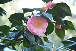 Berenice Boddy Camellia (Camellia japonica 'Berenice Boddy') at A Very Successful Garden Center
