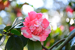 Elegans Variegated Camellia (Camellia japonica 'Elegans Variegated') at Stonegate Gardens