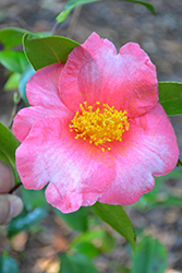 Chekiangoleosa Camellia (Camellia chekiangoleosa) at Lakeshore Garden Centres