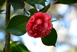 Daikagura Red Camellia (Camellia japonica 'Daikagura Red') at Lakeshore Garden Centres