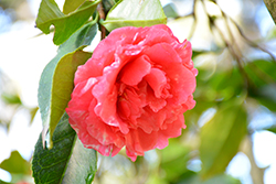 Daikagura Camellia (Camellia japonica 'Daikagura') at Stonegate Gardens