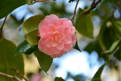 Otome Camellia (Camellia 'Otome') at Stonegate Gardens