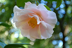 Moonlight Bay Camellia (Camellia japonica 'Moonlight Bay') at A Very Successful Garden Center