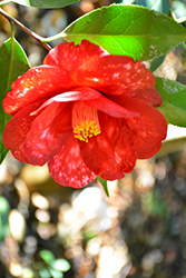 Royal Velvet Variegated Camellia (Camellia japonica 'Royal Velvet Variegated') at Lakeshore Garden Centres