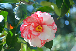 Iwane-shibori Camellia (Camellia japonica 'Iwane-shibori') at Lakeshore Garden Centres